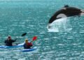 Momento de tensión en Río Negro: un kayakista se encuentra con una orca