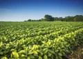 Argentina ante una década de oportunidades en el comercio agroalimentario