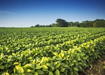 Argentina ante una década de oportunidades en el comercio agroalimentario