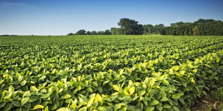 Argentina ante una década de oportunidades en el comercio agroalimentario