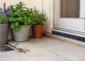 Tres plantas naturales para ahuyentar alacranes de tu hogar