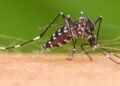 Aumento de casos de fiebre chikungunya: se reportaron 42 nuevos infectados