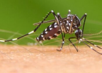 Aumento de casos de fiebre chikungunya: se reportaron 42 nuevos infectados