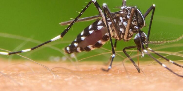 Aumento de casos de fiebre chikungunya: se reportaron 42 nuevos infectados