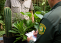 Cinco plantas prohibidas que podrían acarrear sanciones legales o multas ambientales