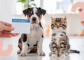 Villa María implementa un DNI obligatorio para perros y gatos: posibles multas por incumplimiento