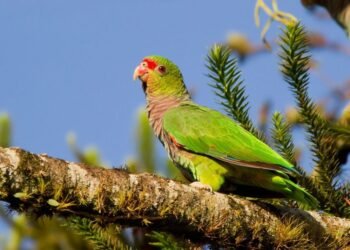 La tala selectiva en Misiones amenaza a un loro en peligro crítico con menos de 350 ejemplares