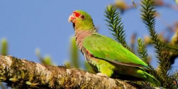 La tala selectiva en Misiones amenaza a un loro en peligro crítico con menos de 350 ejemplares