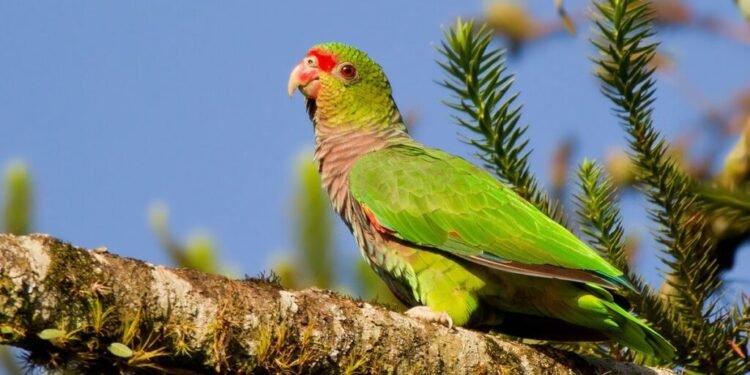 La tala selectiva en Misiones amenaza a un loro en peligro crítico con menos de 350 ejemplares