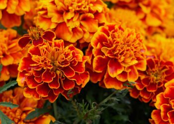 Tres variedades para sembrar en agosto que aportarán color y fragancia a tu jardín en primavera