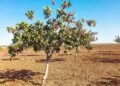 Pistacho en Mendoza: crecen las hectáreas, pero la producción todavía no alcanza para abastecer la demanda