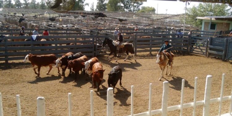 Se vendieron terneros a precios de hasta $6900 en una subasta ganadera