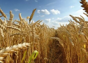 Trigo 2026/27: los precios, el poder de compra y las perspectivas de una oferta mundial abundante