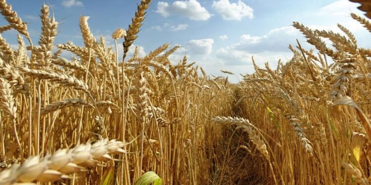Trigo 2026/27: los precios, el poder de compra y las perspectivas de una oferta mundial abundante